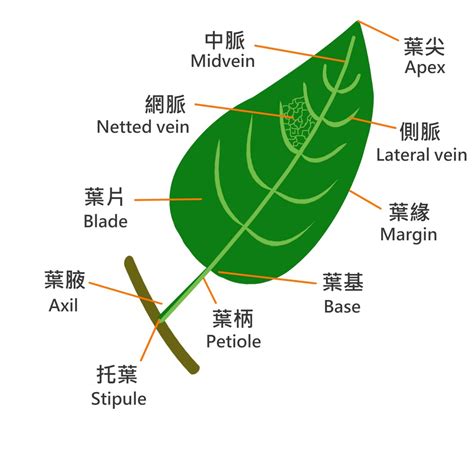 葉形狀|植物的葉子（構造、形狀、葉序、色彩）